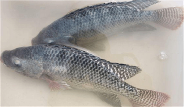 魚(yú)病防治施藥的幾點(diǎn)體會(huì )