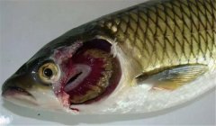 魚(yú)類(lèi)爛鰓病的病因是什么，有哪些癥狀表現？