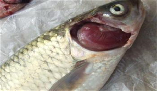 魚(yú)類(lèi)爛鰓病的癥狀表現