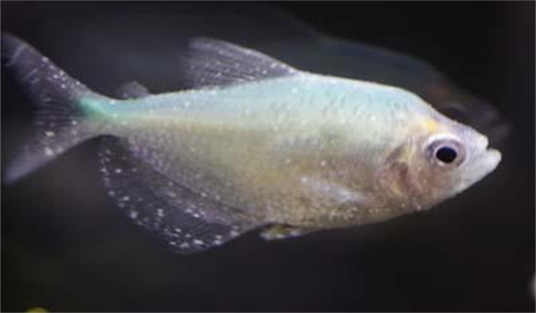 魚(yú)小瓜蟲(chóng)病與打粉病的辨別與防治