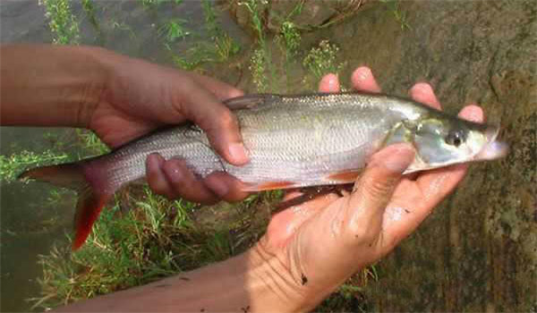 翹嘴紅鲌親魚(yú)的選擇要求