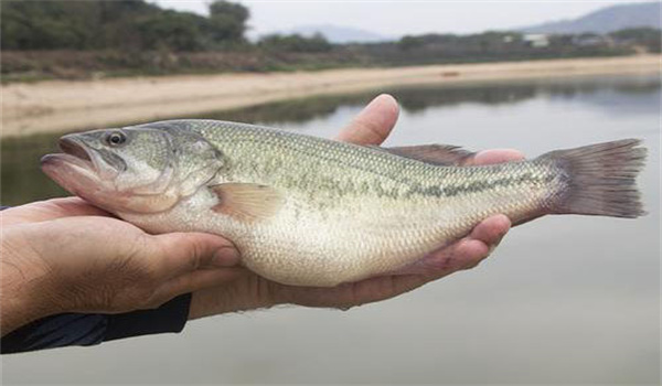 養殖加州鱸魚(yú)如何預防病害發(fā)生
