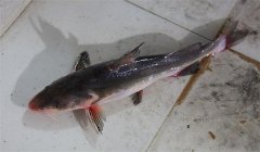 培育長(cháng)吻鮠親本的環(huán)境條件 長(cháng)吻鮠親本培育要點(diǎn)