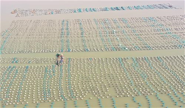 淺海養殖牡蠣