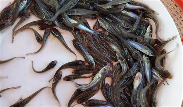 長(cháng)吻鮠大規格一齡魚(yú)種