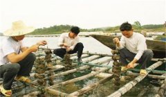 河蚌怎樣采捕、運輸與暫養