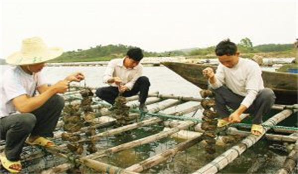 河蚌怎樣采捕、運輸與暫養