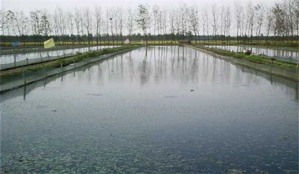 池塘養殖泥鰍