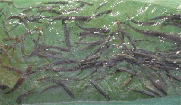 翹嘴紅鲌的魚(yú)種運輸