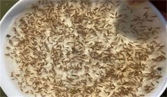 如何選購優(yōu)質(zhì)鱔魚(yú)苗種 黃鱔對水溫的要求