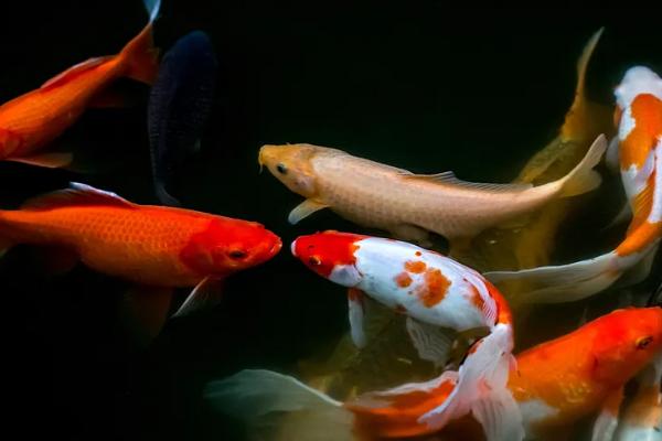 錦鯉魚(yú)養幾條比較好
