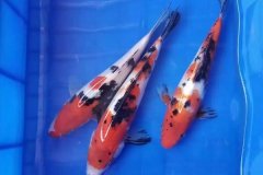 錦鯉魚(yú)水溫多少度合適 飼養錦鯉對水質(zhì)有什么要