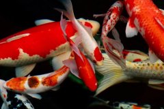 錦鯉喂什么飼料長(cháng)得快 熱帶魚(yú)飼料能給它吃嗎