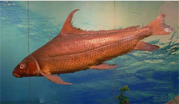 池塘條件與魚(yú)種放養