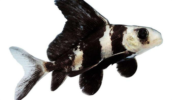 胭脂魚(yú)的飼養管理