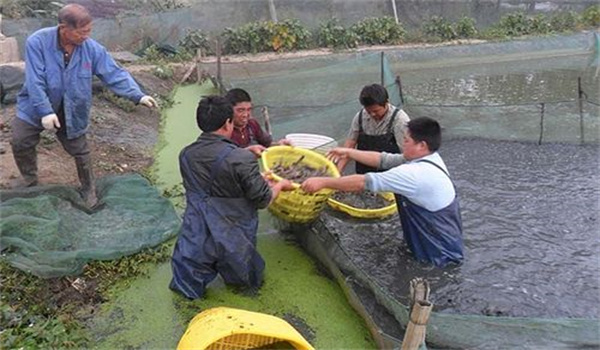 商品泥鰍的養殖方式