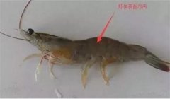 南美白對蝦纖毛蟲(chóng)病如何診治的一個(gè)實(shí)際案例