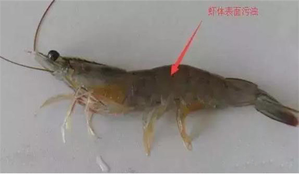 南美白對蝦纖毛蟲(chóng)病如何診治