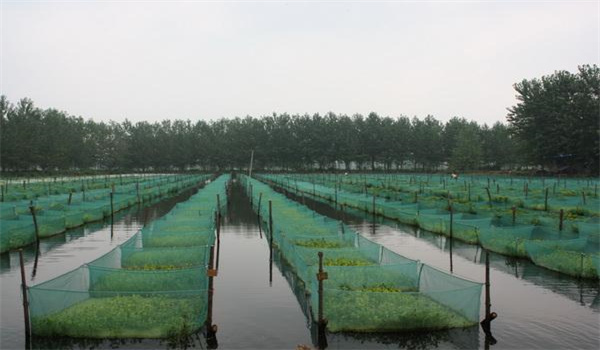 網(wǎng)箱養殖泥鰍需要注意