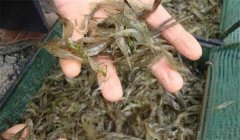 池塘青蝦雙茬的科學(xué)養殖技巧