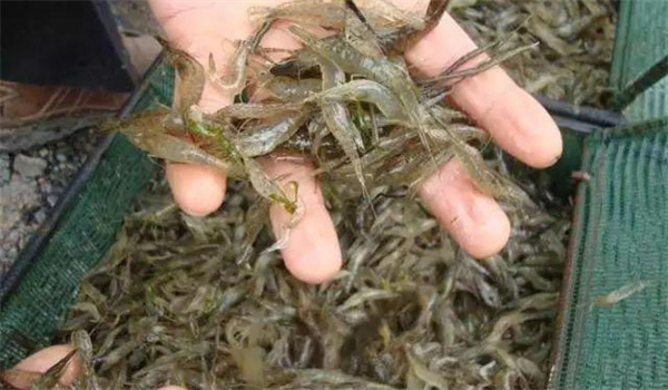 池塘青蝦雙茬的科學(xué)養殖