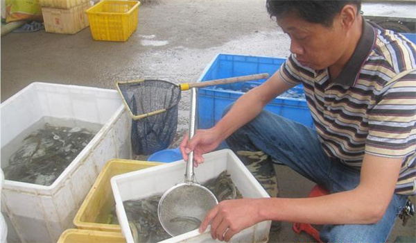 用肥水和投飼相結合的方法培育鰍苗的技術(shù)