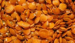 海灣扇貝養殖技術(shù)要點(diǎn)是什么