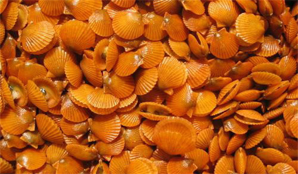 海灣扇貝養殖技術(shù)要點(diǎn)是什么