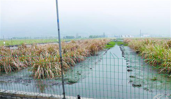 養鱉池要有防逃設施