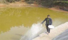 黃鱔養殖之魚(yú)池管理方法