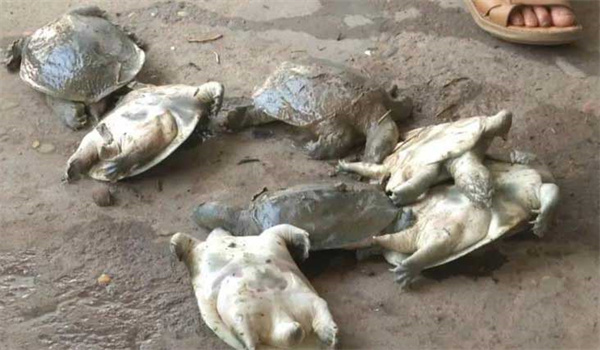 為什么會(huì )出現鱉的越冬死亡癥