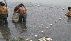 海蜇養殖回捕率低的原因和解決辦法