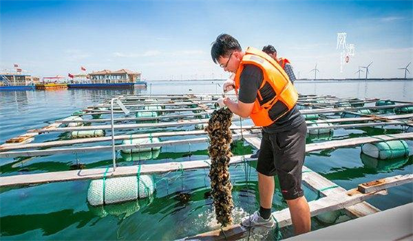 養殖扇貝大量死亡的原因