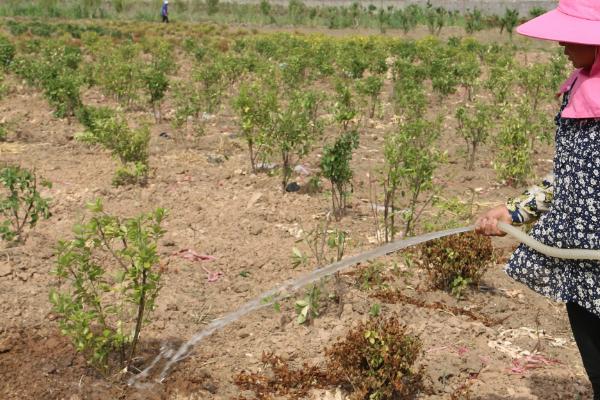 過(guò)量噴施多菌靈的補救方法