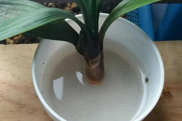 多菌靈用多了會(huì )怎么樣