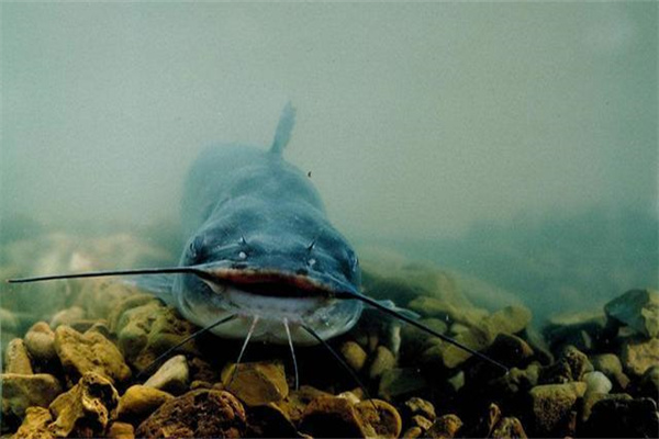 鯰魚(yú)魚(yú)巢設置方法