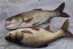 鳙魚(yú)和鰱魚(yú)的區別，鳙魚(yú)和鰱魚(yú)如何搭配放養