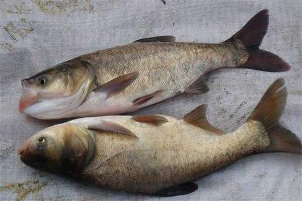 鳙魚(yú)和鰱魚(yú)的區別