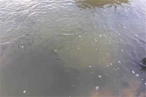筍殼魚(yú)養殖的池塘條件