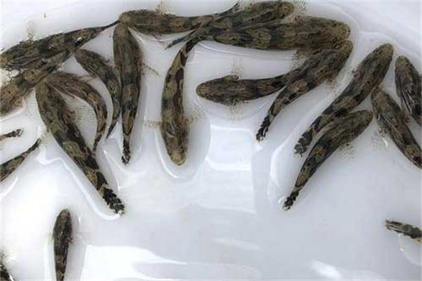 筍殼魚(yú)養殖飼料的改進(jìn)
