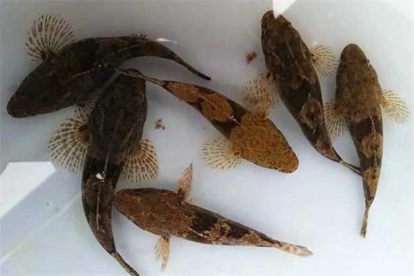 筍殼魚(yú)養殖的種苗選擇