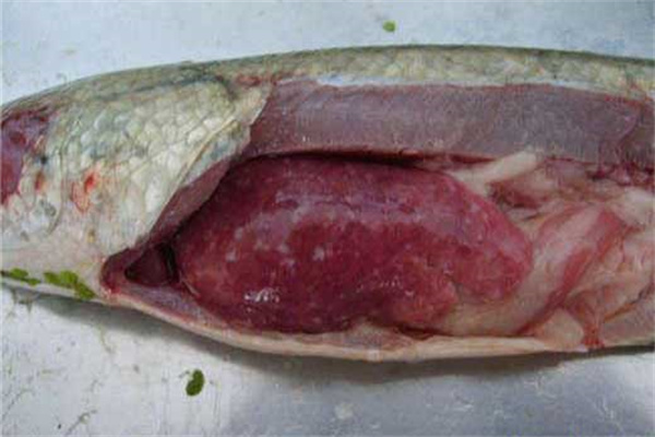 黑魚(yú)肝膽疾病的藥物預防措施