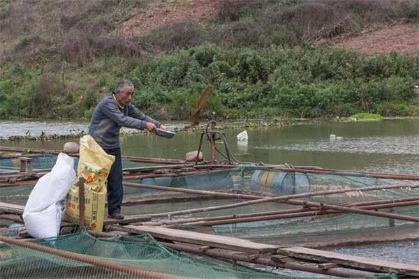 寒冷天氣羅非魚(yú)養殖管理