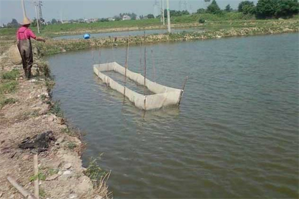 羅非魚(yú)投苗前的準備工作