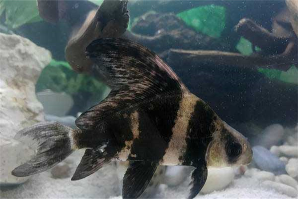 胭脂魚(yú)的識別特征與習性