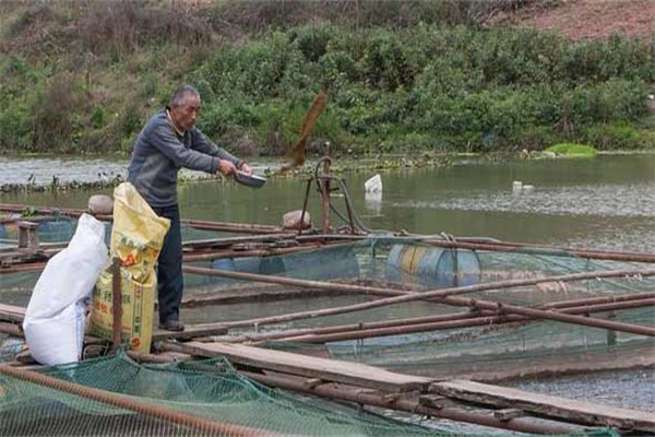 吉富品系羅非魚(yú)養殖管理技術(shù)