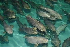 目前石斑魚(yú)的養殖品種、養殖方式情況介紹