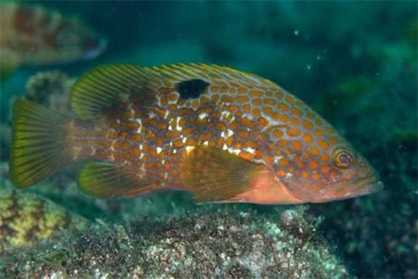 日本石斑魚(yú)的養殖情況