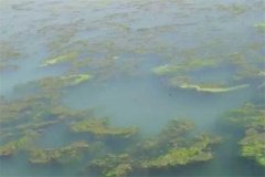 龍蝦池塘中的青苔怎么處理，怎么快速清除干凈