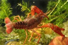 養龍蝦用什么飼料最好 養殖龍蝦需要注意什么？